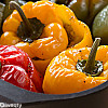 محشي الفلفل الملون من المطبخ الأردني