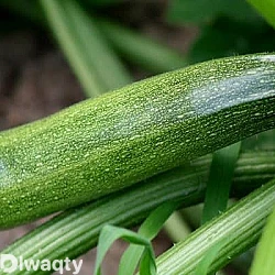 10 وصفات لأطباق الكوسا اللذيذة