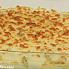 طريقة عمل نجرسكو