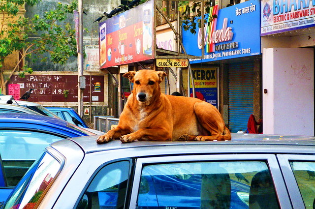 أهم الطرق لمنع الكلاب من التسلق على سقف سيارتك