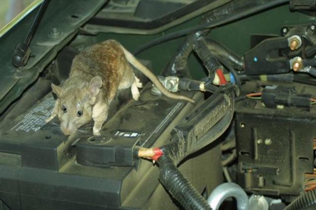 كيف تتخلص بأمان من الفئران في سيارتك؟