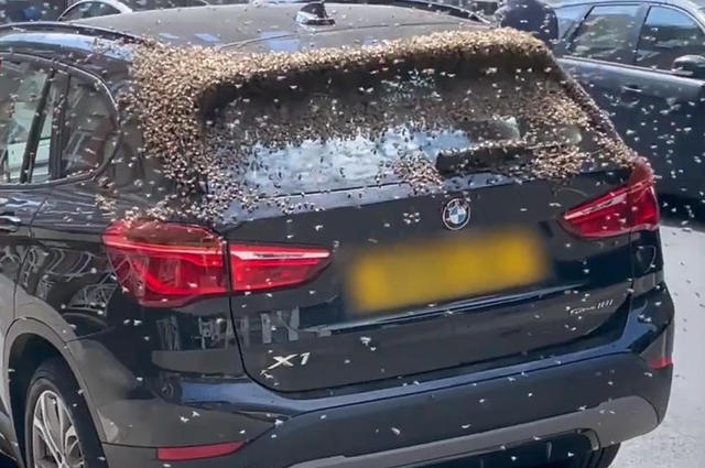 بالفيديو : آلاف النحل يهاجمون سيارة BMW X1