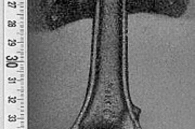 اختراع مصري جديد لكباس محرك السيارة