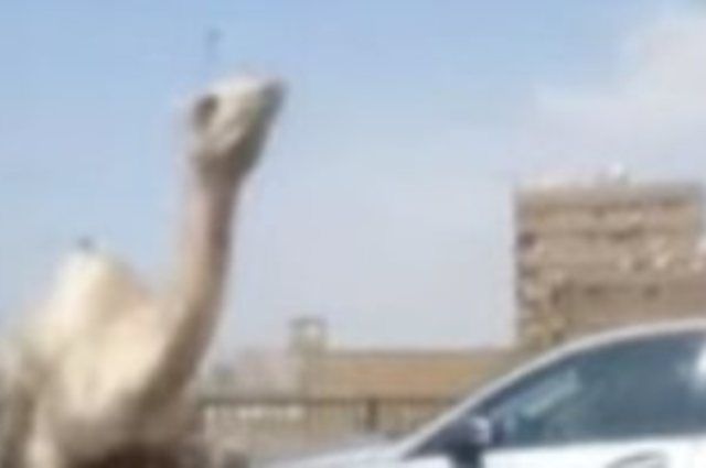 فيديو : جمل يظهر على طريق المحور بشكل غريب