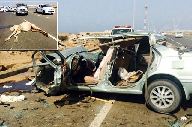 حادث خطير بسبب اصطدام سيارة بقطيع من الابل 