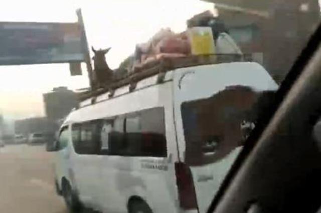 صاحب الحمار فوق الميكروباص يخلى سبيله من النيابة