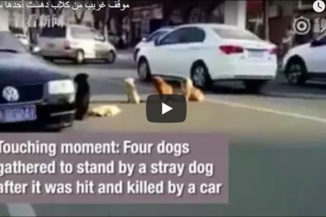 فيديو : مجموعة كلاب تخاطر بالبقاء في طريق عام لحراسة كلب دهسته سيارة