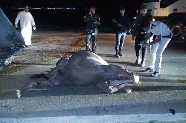 جمال عابرة تسبب حادث عنيف على طريق وادي النطرون