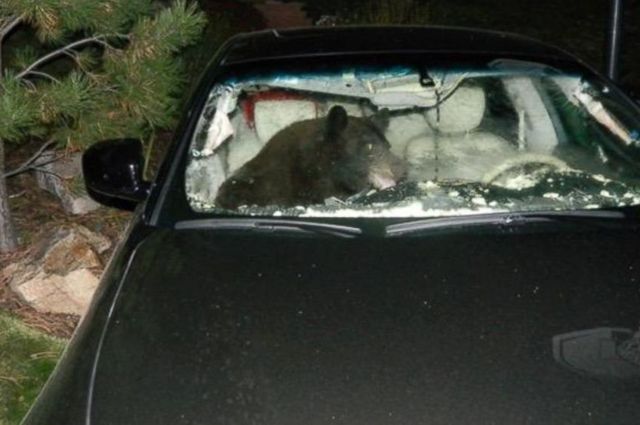 دب يقود سيارة في أمريكا بدون قصد !!