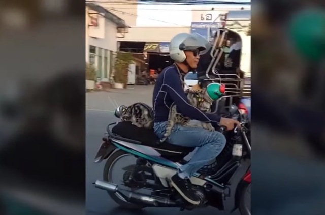 فيديو : قطان يجلسان فوق موتوسيكل بصورة غريبة . . هذا آخر شيء تتوقعون رؤيته اليوم !!